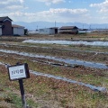 2025年度綿の栽培記録：節分。綿の畑仕舞い