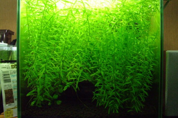 間違いだらけの水草水槽 09