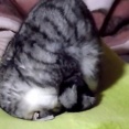 【画像】 いったいどうやったらこれほどのすまん寝になるのだ・・・【再】