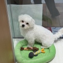 モフモフなわたがし🐶🤍🤍🤍