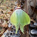 オナガミズアオ/ Actias gnoma