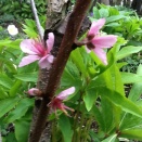 one very seldom stoops to the basement of faleshood 虚偽という低さに身を落とすことが殆ど全くない