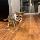わか坊、ネックカラーの練習をする