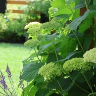 【夏の庭】アナベルの横に敢えて植えてみた！花はすでに夏から次の季節に繋いでる♪