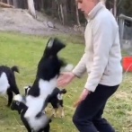 抱っこしてもらいたい赤ちゃんヤギが…女性の胸元へジャンプ