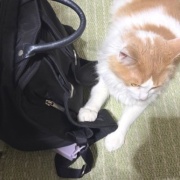 猫が噛んだもので一番高かったものは何？