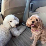 サマジニのいる生活Samajini Diary