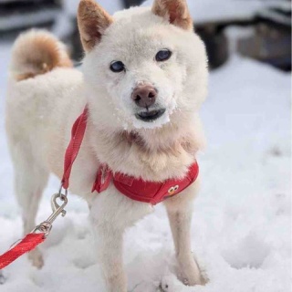 (社)アニマルパレス