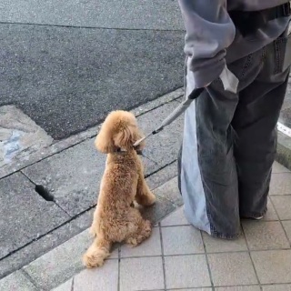 犬の幼稚園　アットホームblog