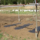 単管に囲まれた畝