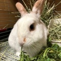 保護うさぎ譲渡会 第35回 保護うさぎさんに逢おうの会in大阪【4/19】