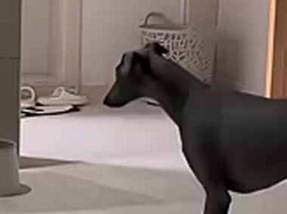 うちのイヌは空気清浄機がちょっと苦手。そこにボールが転がった → 犬はこうなった…