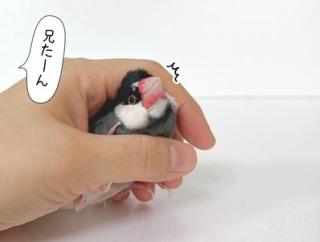セラくんの尾羽