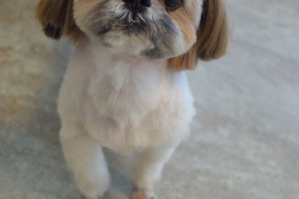 ペットホテルフィルウ光が丘店の日々あれこれ ミックス犬