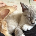 ねこかます