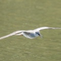 2026年5月16日の野鳥公園