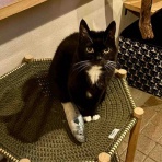 海の近くに猫と住んでる