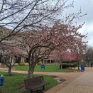 開花始まる大学キャンパス