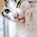 思わず保存した動物画像うぃぃぃ