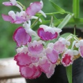 ウチョウラン　朱花