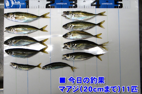 ツリアルクアラウンド サビキ釣り ツリアルクアラウンド サビキ釣り