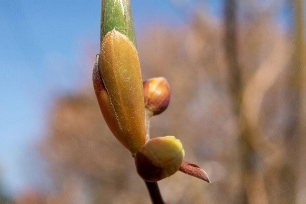 きまぐれ自然散策記 クスノキ科