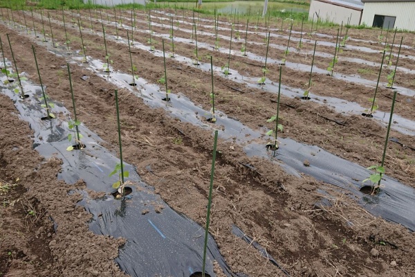 今日の畑 ヤマザキ農園 食用ほうずき