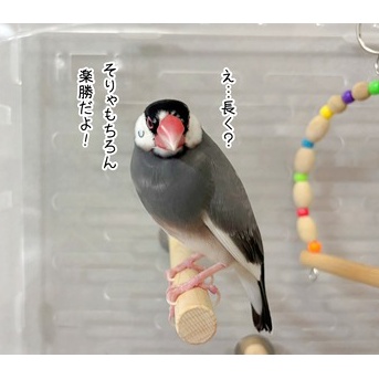 我が家の省エネボーイ