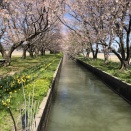 桜ランニング。調子に乗ってます。