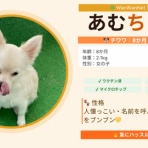 WanWan net🐾ボランティアチーム