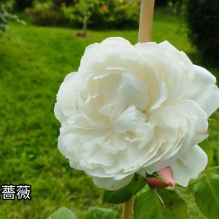 ソワレが要らないフランス暮らし