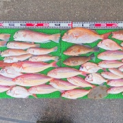 2025年12月13日　釣果