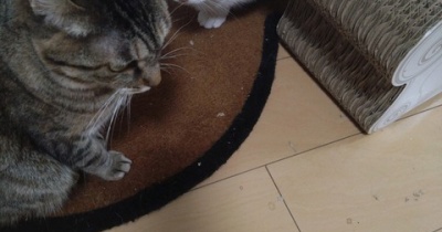 実物のﾈｺﾁｬﾝたちセカンド189