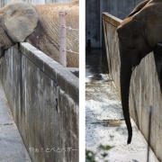 媛ちゃんの19歳のお誕生会♪　（３）