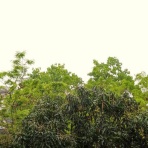 ハノイでまったり生きてます(ΦωΦ)