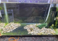 やせ細り病が発症してきた メダカのやせ細りは水質悪化が原因か 多道楽 多趣味な男のスローライフ