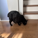 【猫写真】春の窓際の猫たち