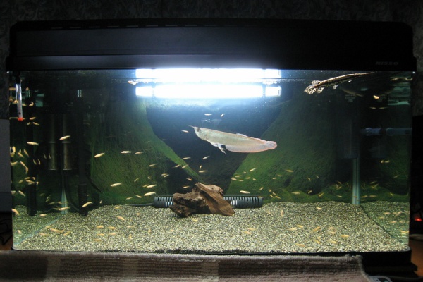 熱帯魚とねこと 07年11月