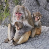 『アカゲザルのお母さん』の画像