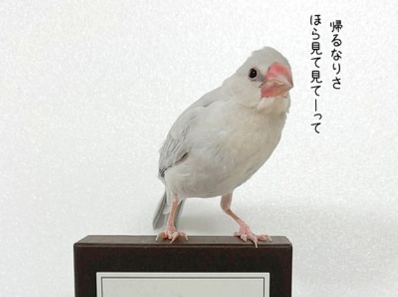 可愛くて買って来ました