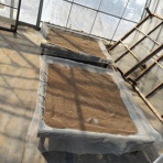 エゴマ・ベンガルの風にのって