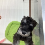 ペットショップワンラブ 埼玉寄居店のスタッフブログ