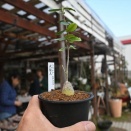 火星人＆昨日は雨の中ありがとうございます