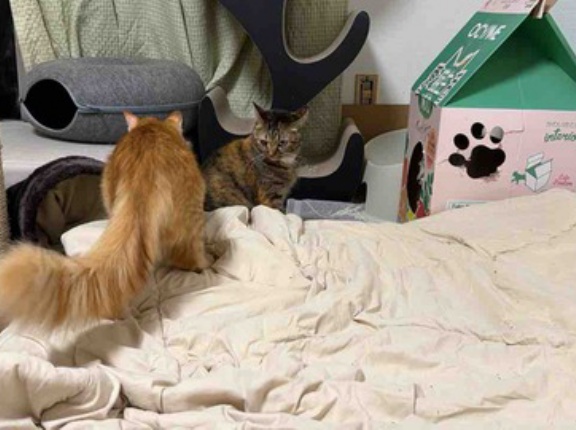 しっぽが本体猫　20261019