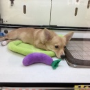 チワコーギーちゃん🐶🌺