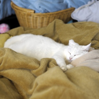 シロは河原猫だった　保護されて幸せ して幸せ