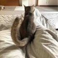 キャリコちゃん、お父さんの足の上に乗る！