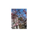 今年も咲いた「杏」