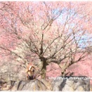 ★石段があるから♪★