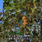 大阪を歩こう